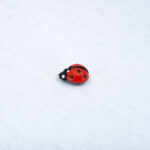Брошь пин божья коровка красная (Бижутерия)