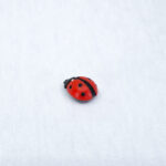 Брошь пин божья коровка красная (Бижутерия)