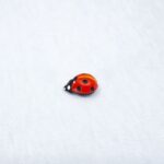 Брошь пин божья коровка красно-золотая (Бижутерия)