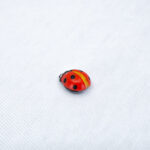 Брошь пин божья коровка красно-золотая (Бижутерия)